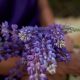 traditional medicine for mood گیاهان دارویی برای آرامش ذهن